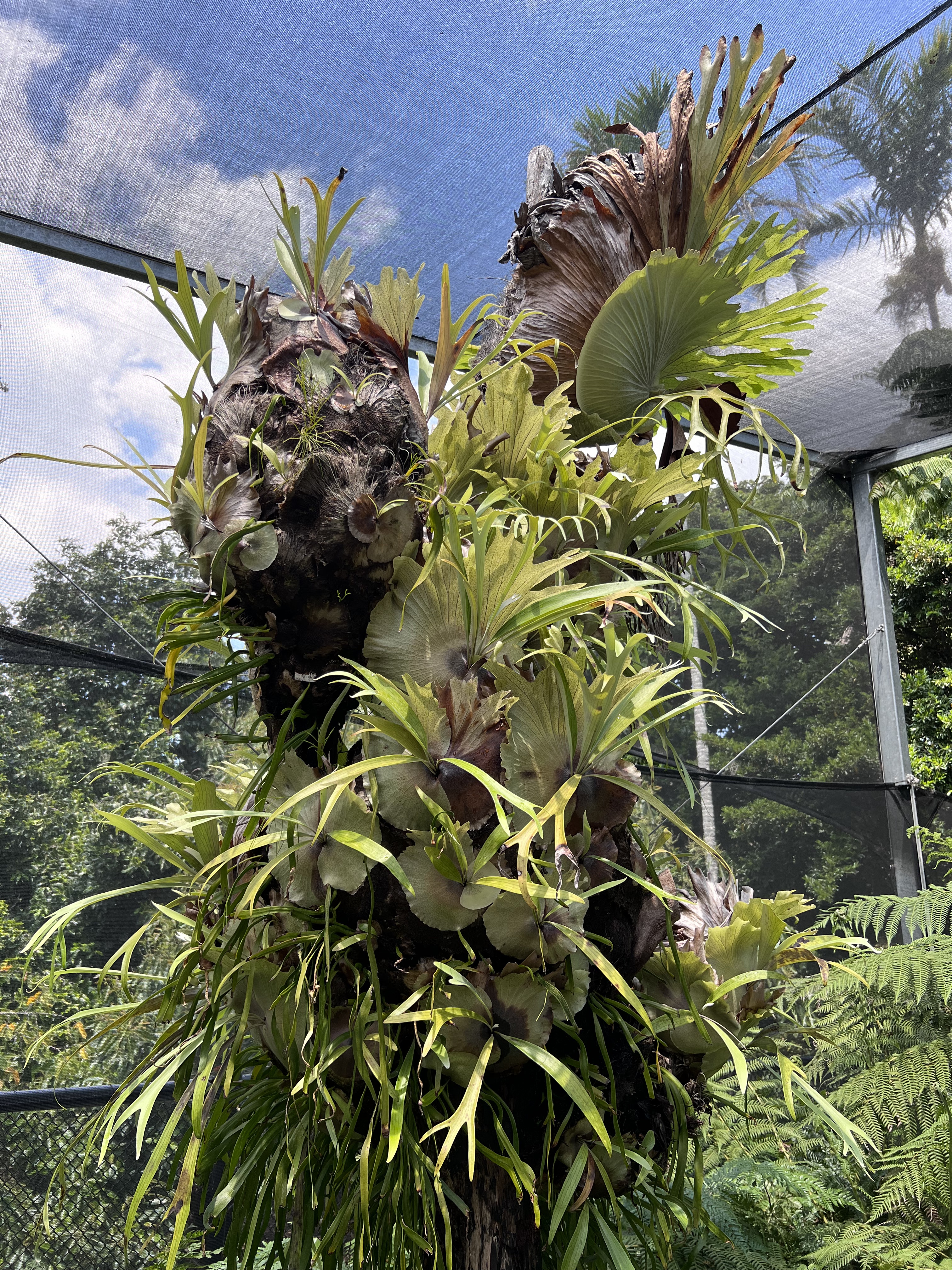 Brisbane Botanic Gardens