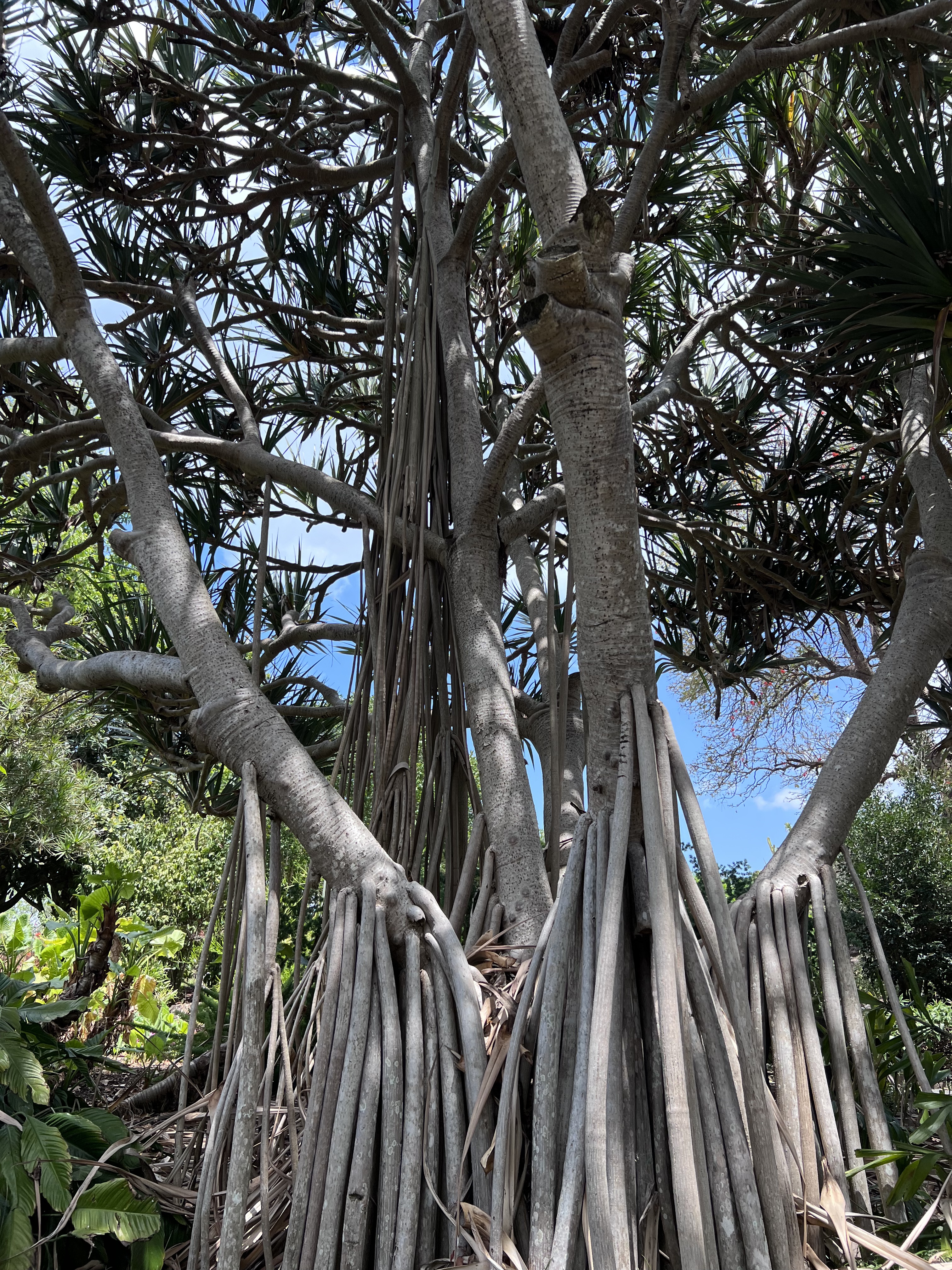 Brisbane Botanic Gardens