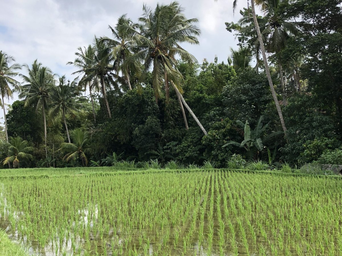 LES BONNES ADRESSES –&nbsp;UBUD