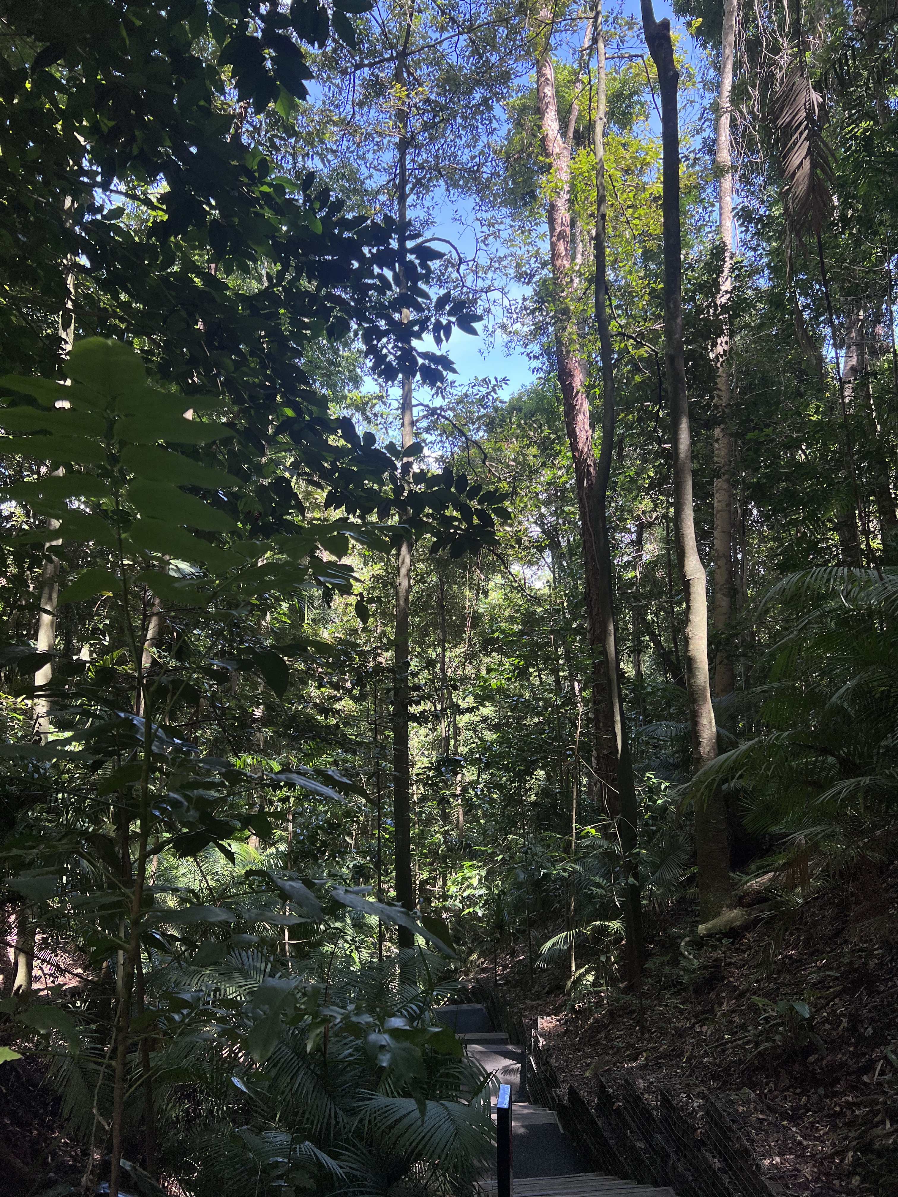 Mt. Whitfield Conservation Park