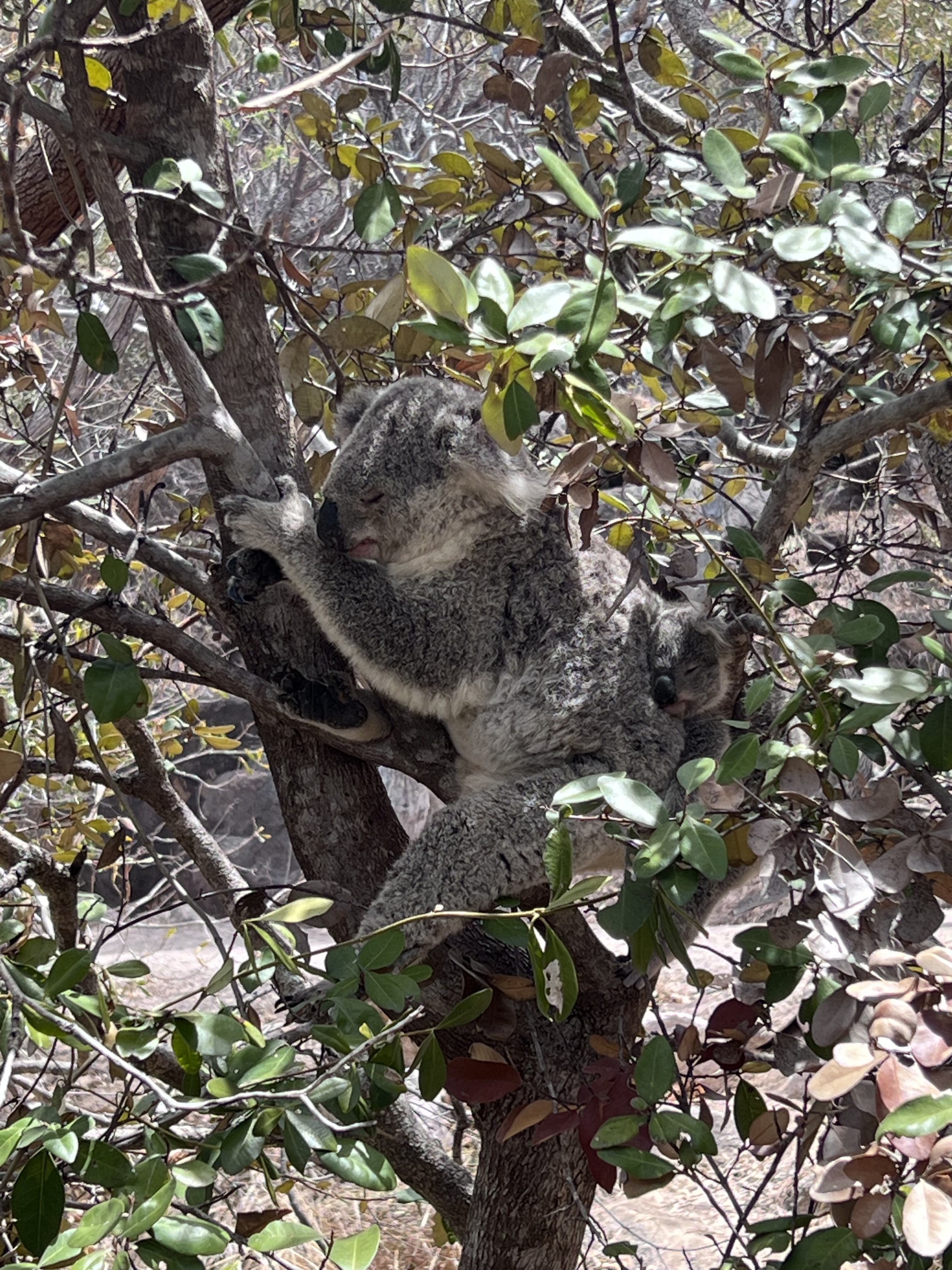 Koala