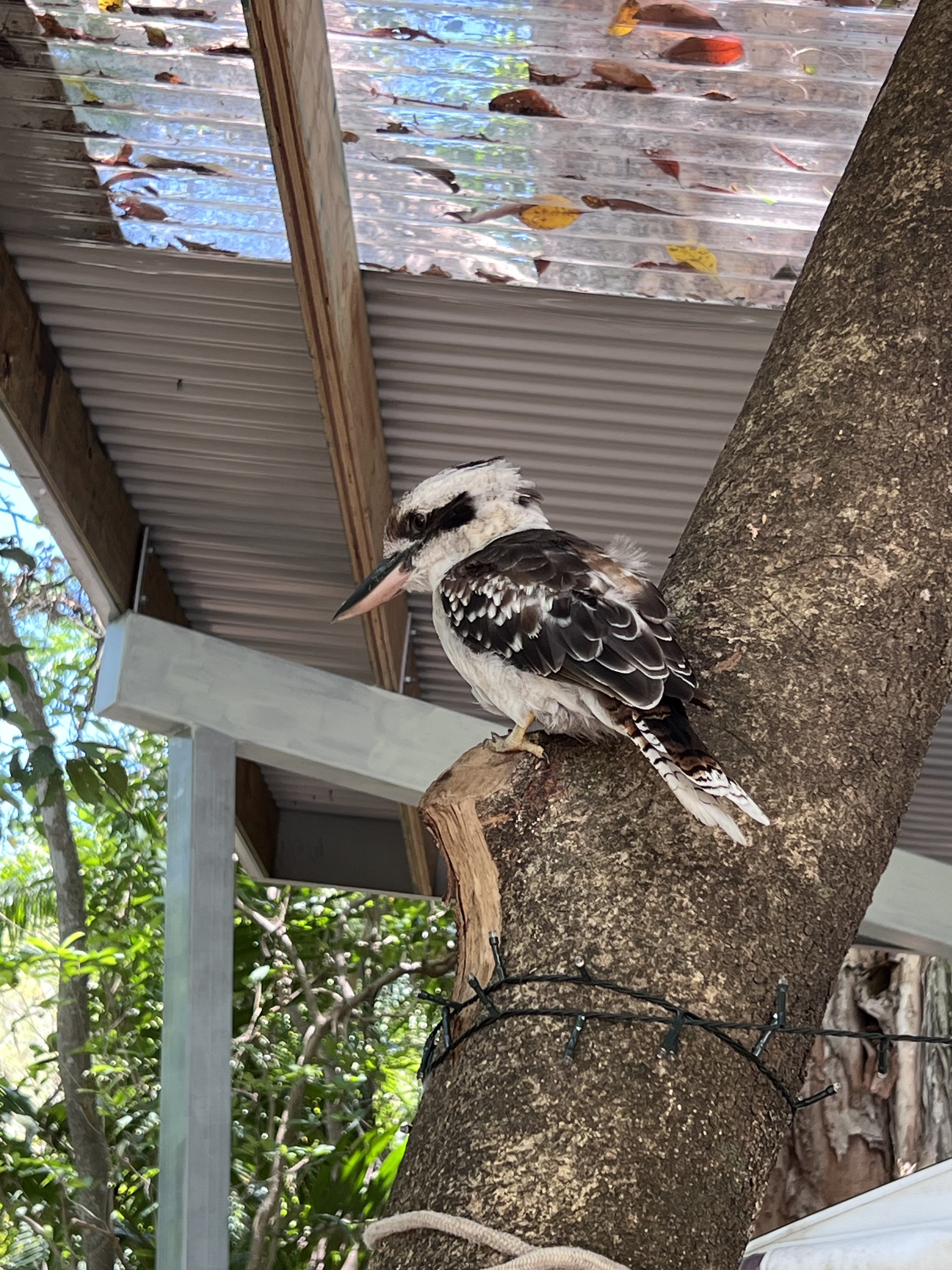 Kookaburra