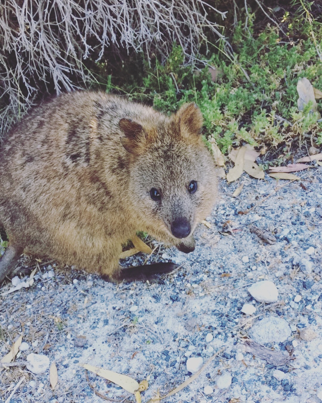 Rottnest Island