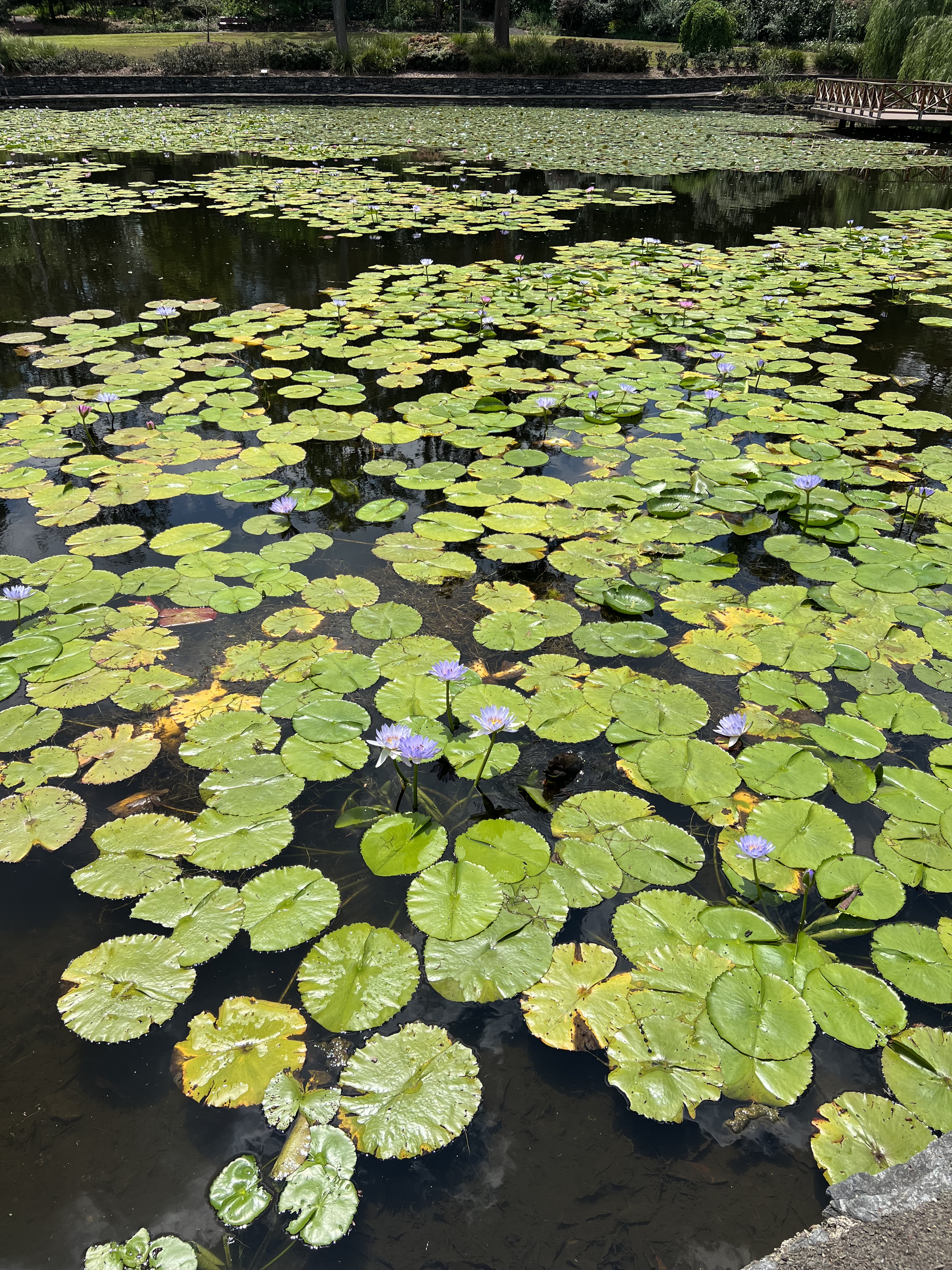 Brisbane Botanic Gardens